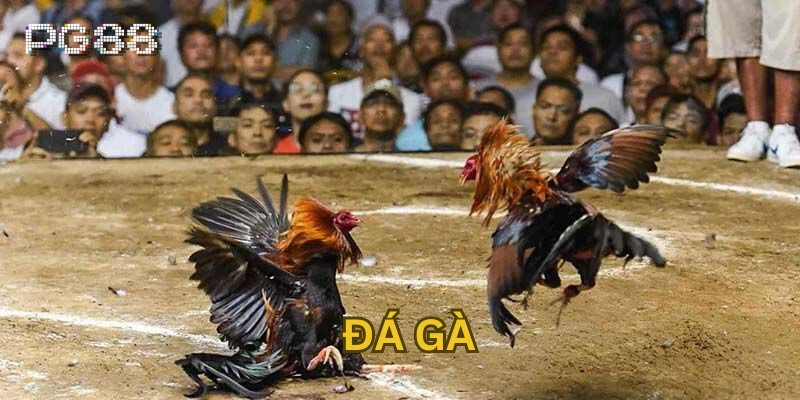 Các hình thức Đá Gà phổ biến