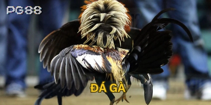 Đá gà là gì?